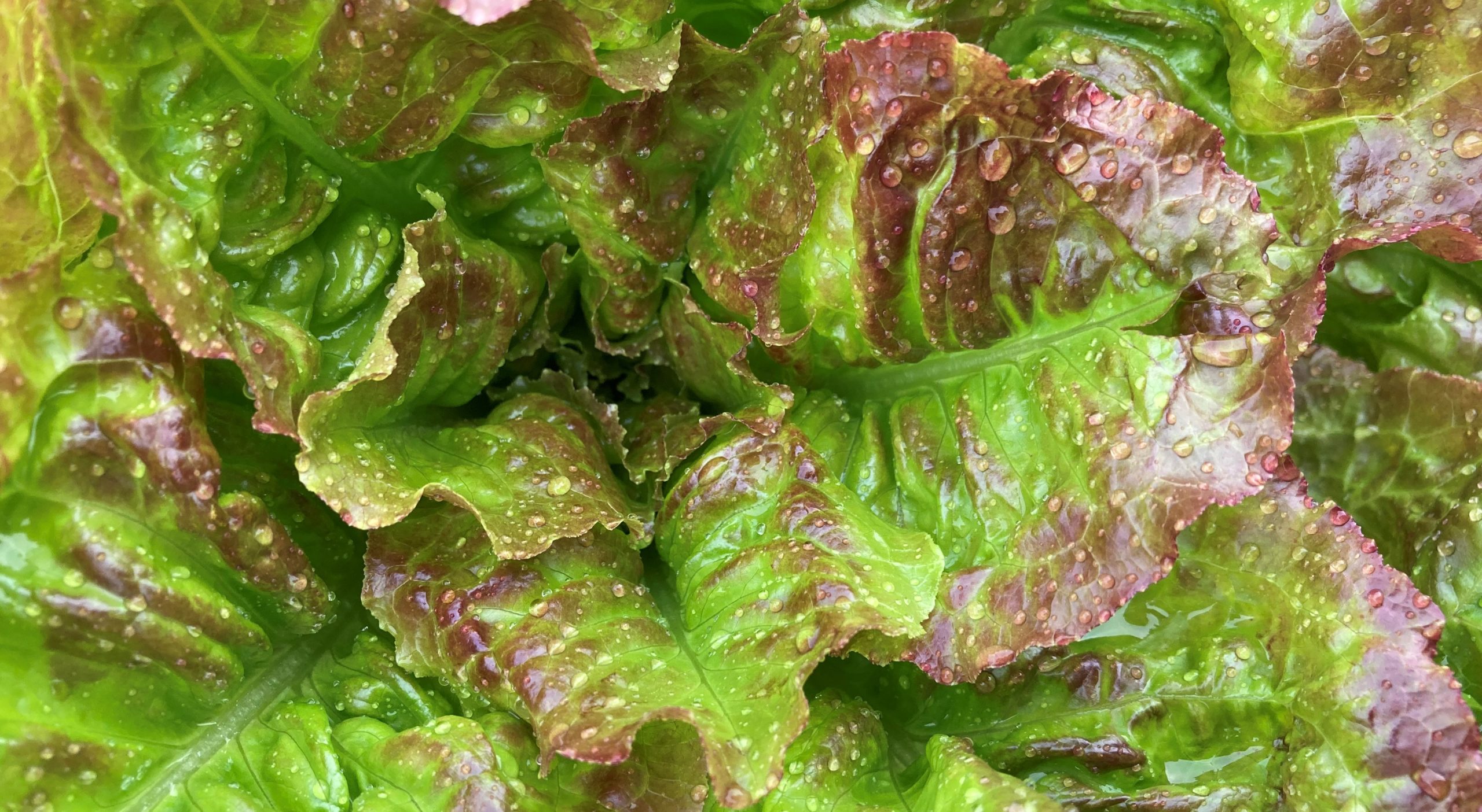 Honsesalat Batavian Lettuce