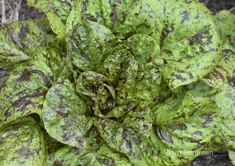 Forellenschluss Lettuce from Bjorn Bergman's Seed Collection