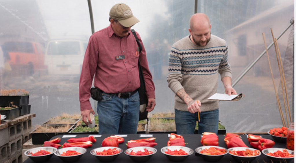 The Culinary Breeding Network leads a pepper tasting.