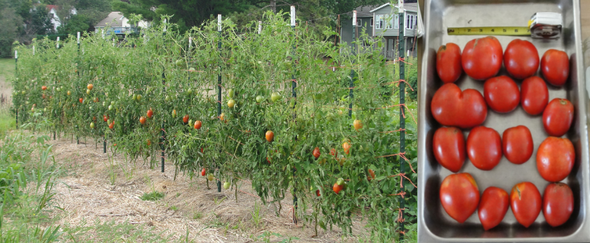 Salvaterra's Select Paste Tomatoes