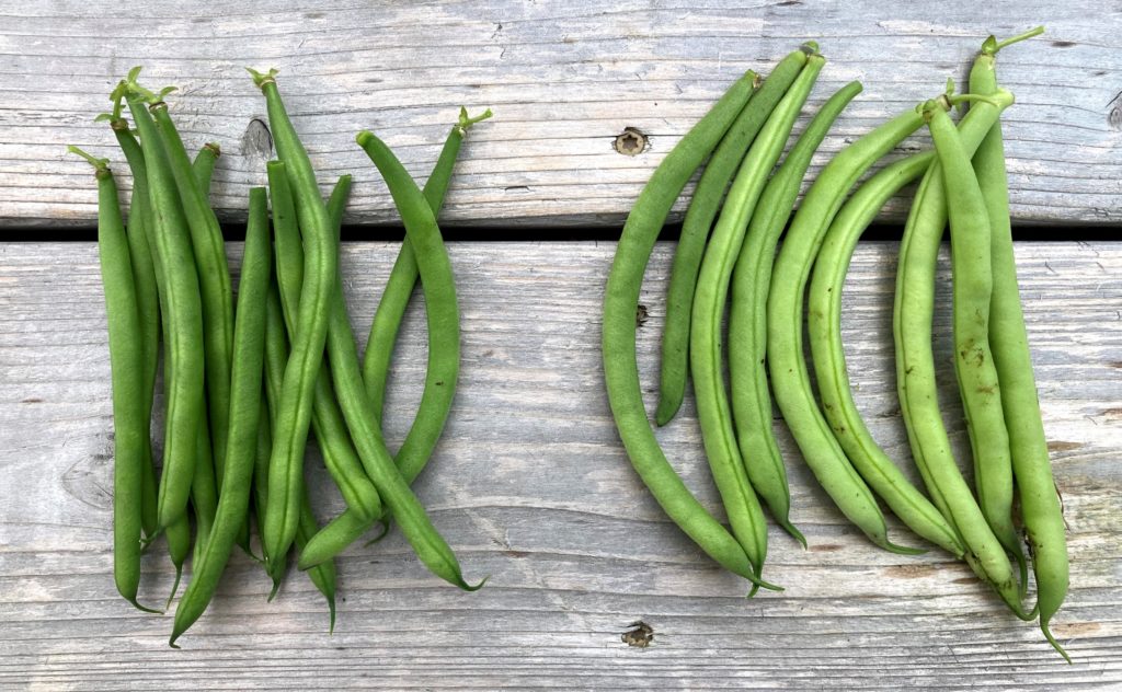 Antigua beans and Provider Premium beans