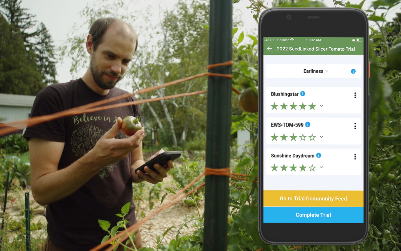 SeedLinked Variety Trial participant rating tomatoes on the SeedLinked App