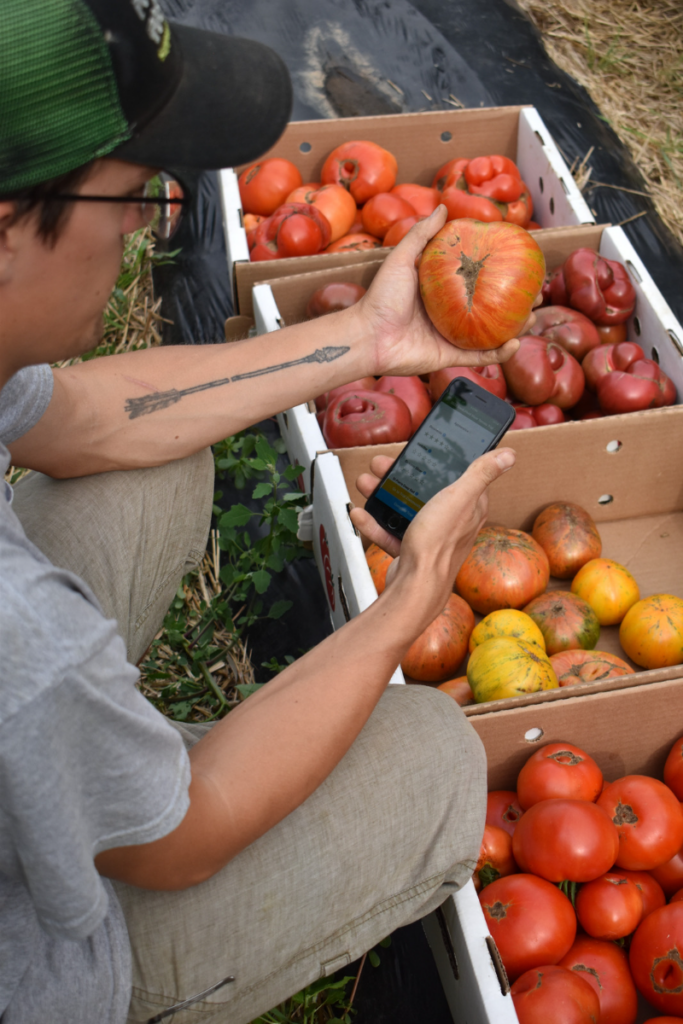 Slicer Tomatoes — Wild Grown Farm