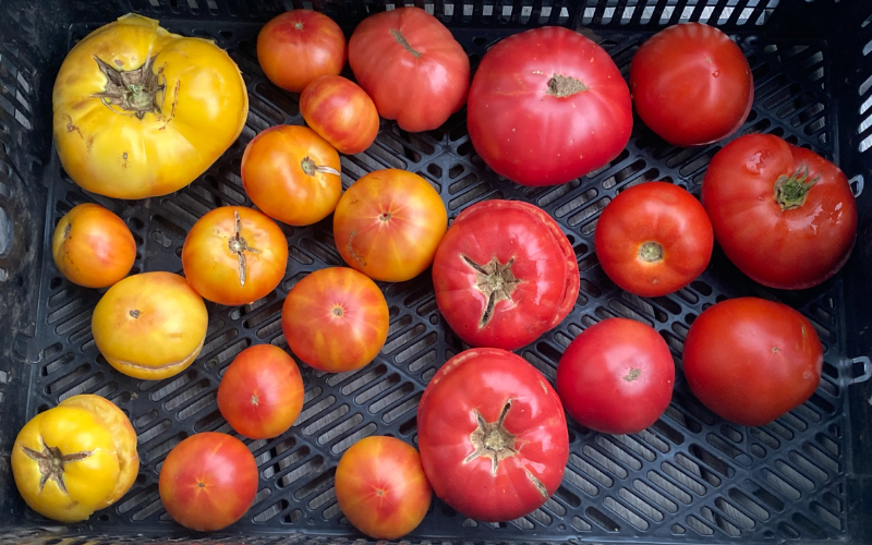 Testing a Tomato Slicer from ! 